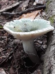 Russula virescens