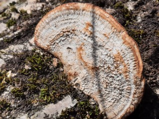 Daedaleopsis confragosa