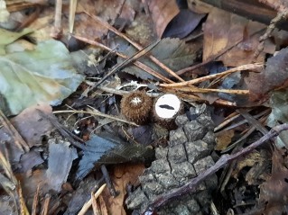 Cyathus striatus