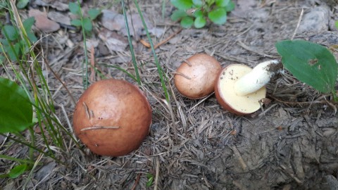 Suillus granulatus