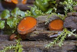 Scutellinia scutellata