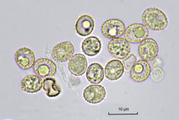 Crepidotus cesatii