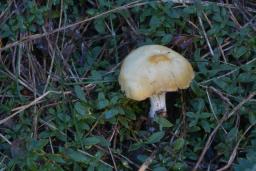 Psilocybe coronilla