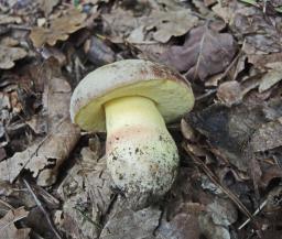 Butyriboletus fechtneri