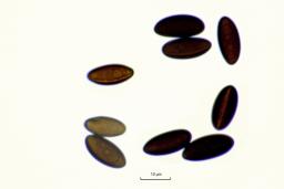 Biscogniauxia mediterranea