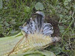 Mycosarcoma maydis