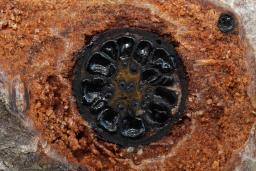 Lopadostoma dryophilum