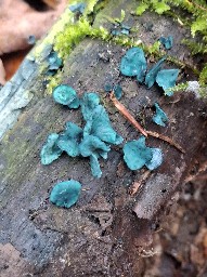 Chlorociboria aeruginascens