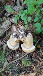 Tylopilus felleus