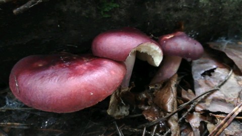 Russula