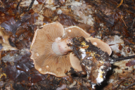 Cortinarius bolaris