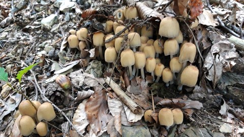 Coprinellus micaceus