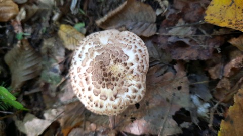 Lepiota aspera