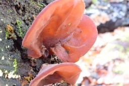 Auricularia auricula-judae