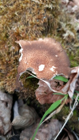 Lentinus substrictus