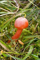 Hygrocybe splendidissima