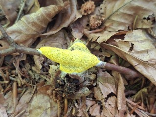 Fuligo septica