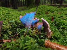 Gomphus clavatus