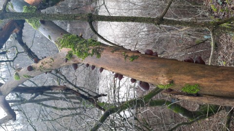 Auricularia auricula-judae