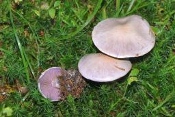 Cortinarius camphoratus