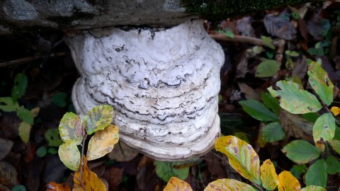 Fomes fomentarius