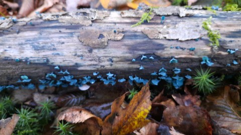 Chlorociboria aeruginascens