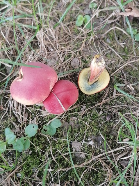 Rheubarbariboletus armeniacus