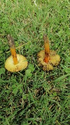 Hygrocybe conica