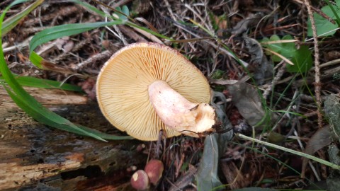 Tricholomopsis rutilans