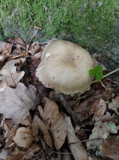 Megacollybia platyphylla