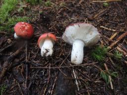 Russula hydrophila