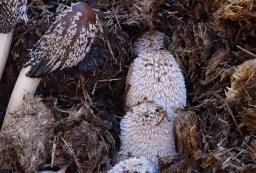 Coprinopsis cinerea
