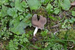 Helvella albella