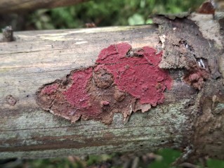 Hymenochaete cruenta