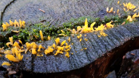 Calocera cornea