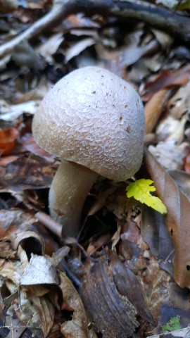 Cortinarius caperatus