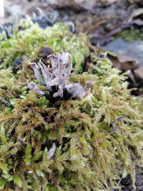 Xylaria hypoxylon