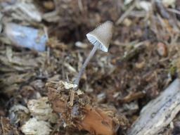 Mycena silvae-nigrae