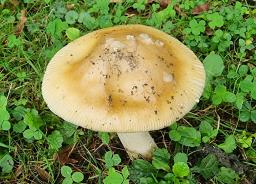 Amanita dryophila f. dryophila