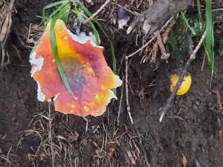 Russula aurea