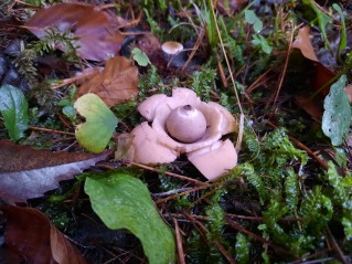 Geastrum triplex