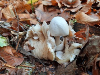 Volvariella surrecta