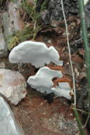 Ganoderma applanatum