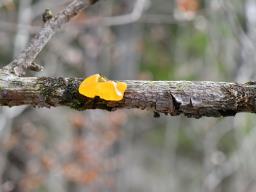 Tremella mesenterica