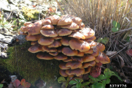 Flammulina velutipes