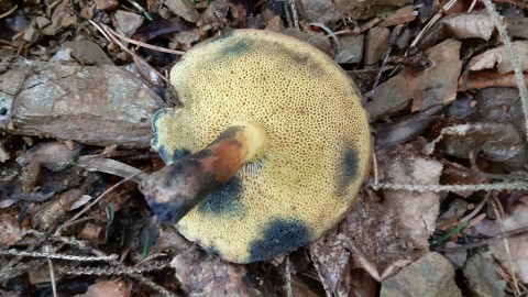 Cyanoboletus pulverulentus