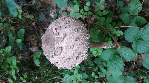 Macrolepiota procera