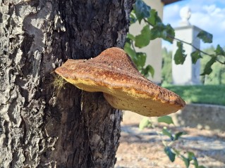 Inonotus hispidus