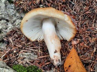 Russula grata