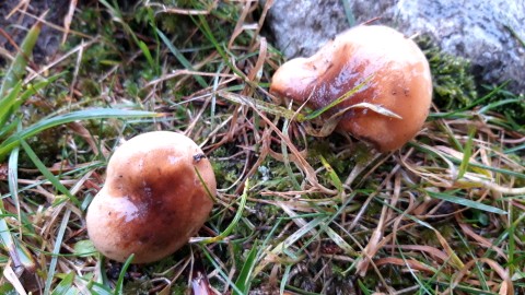 Hygrophorus discoideus